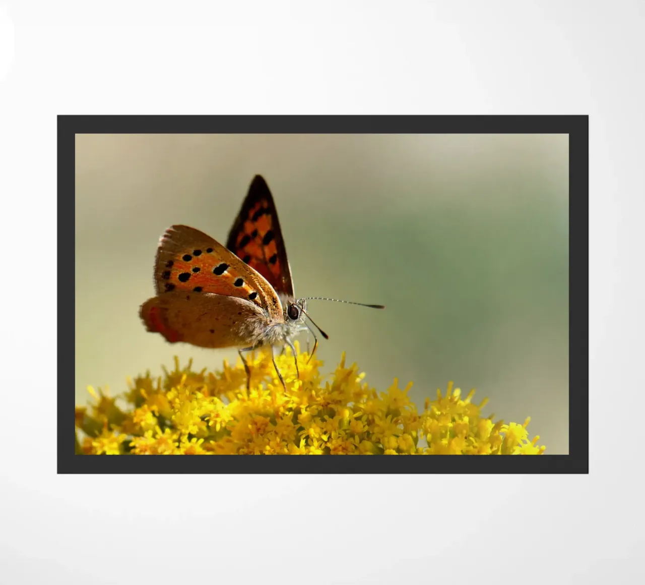 Farfalla Piccola fritillaria zerbino da Atteloi