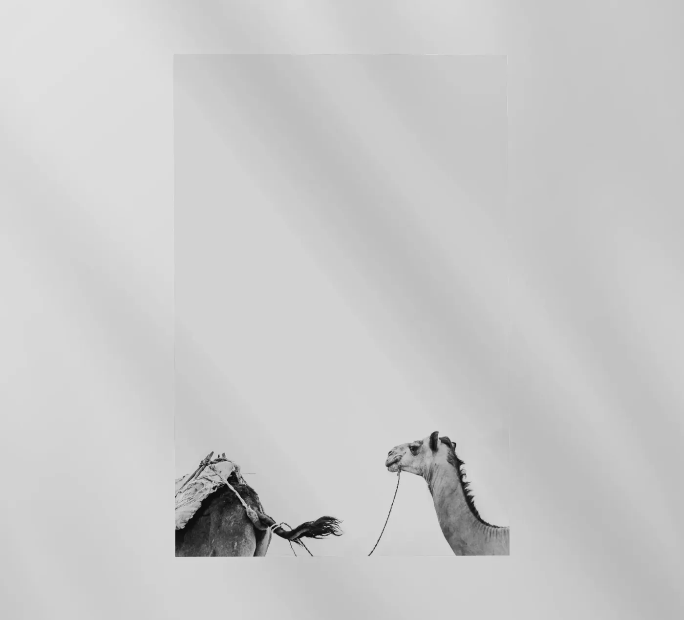 Camel queue backlit folie van photolovers