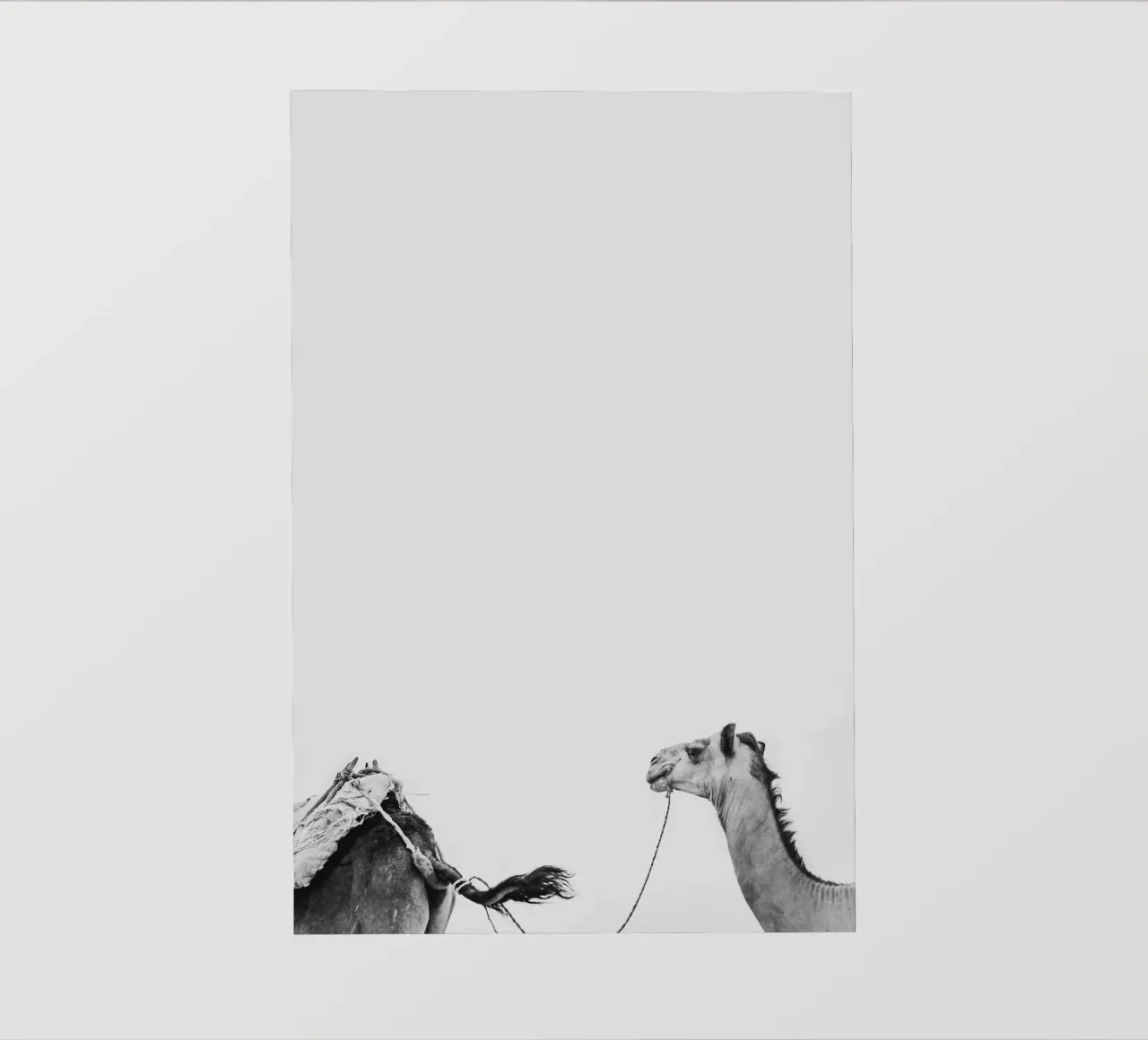 Camel queue fotobehang van photolovers