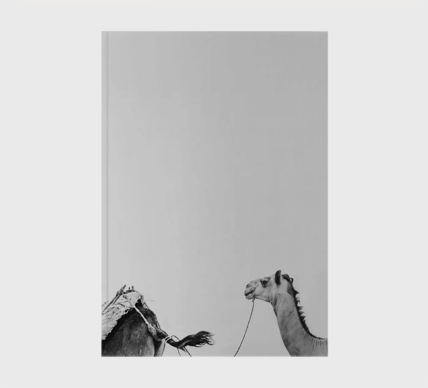 Camel queue notebook by photolovers