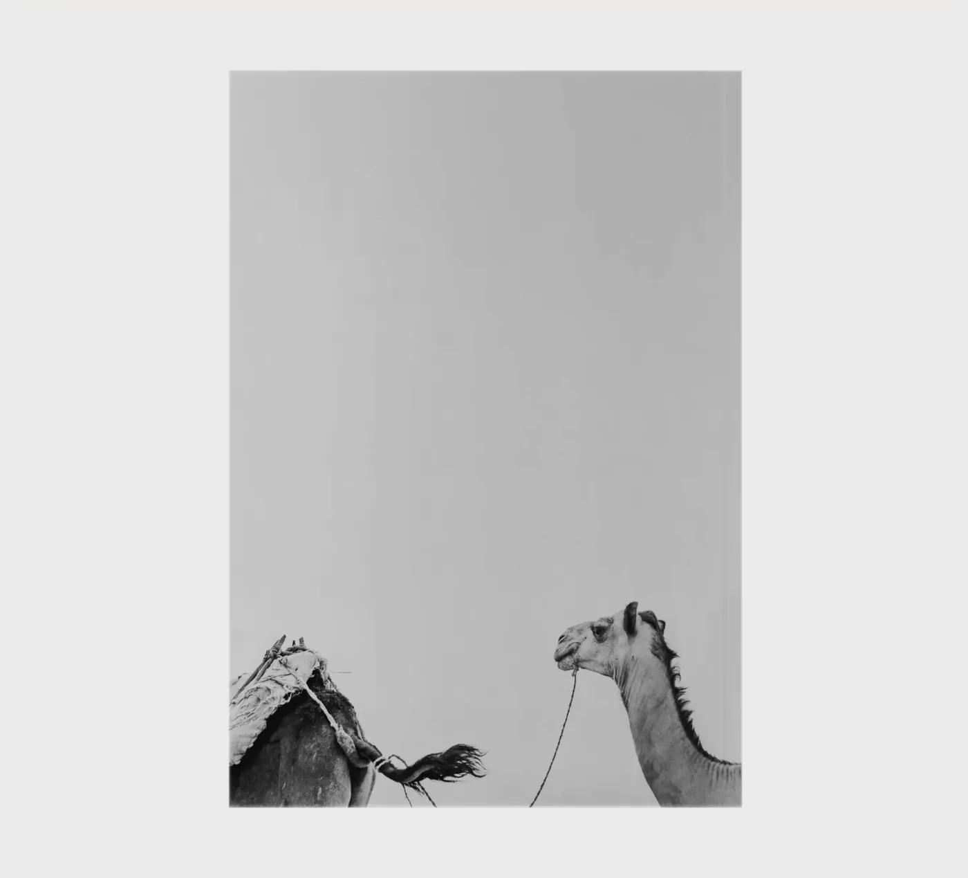 Camel queue notebook by photolovers