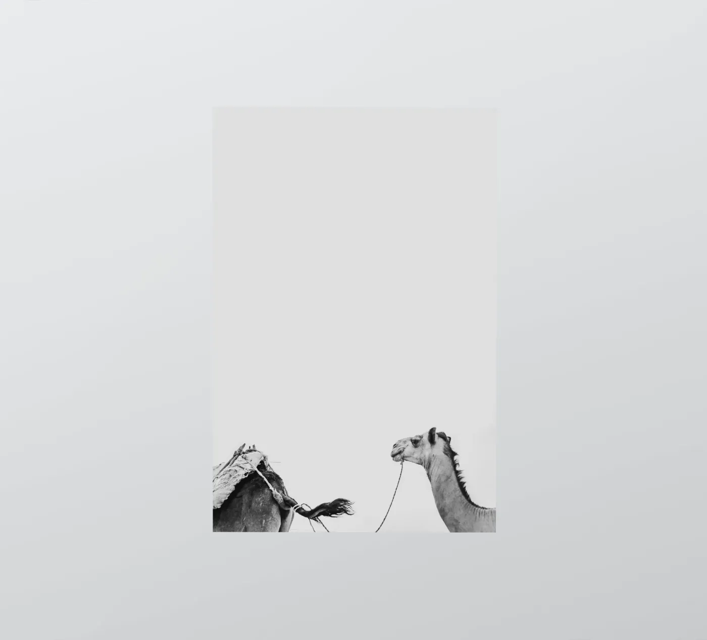 Camel queue adesivo da photolovers