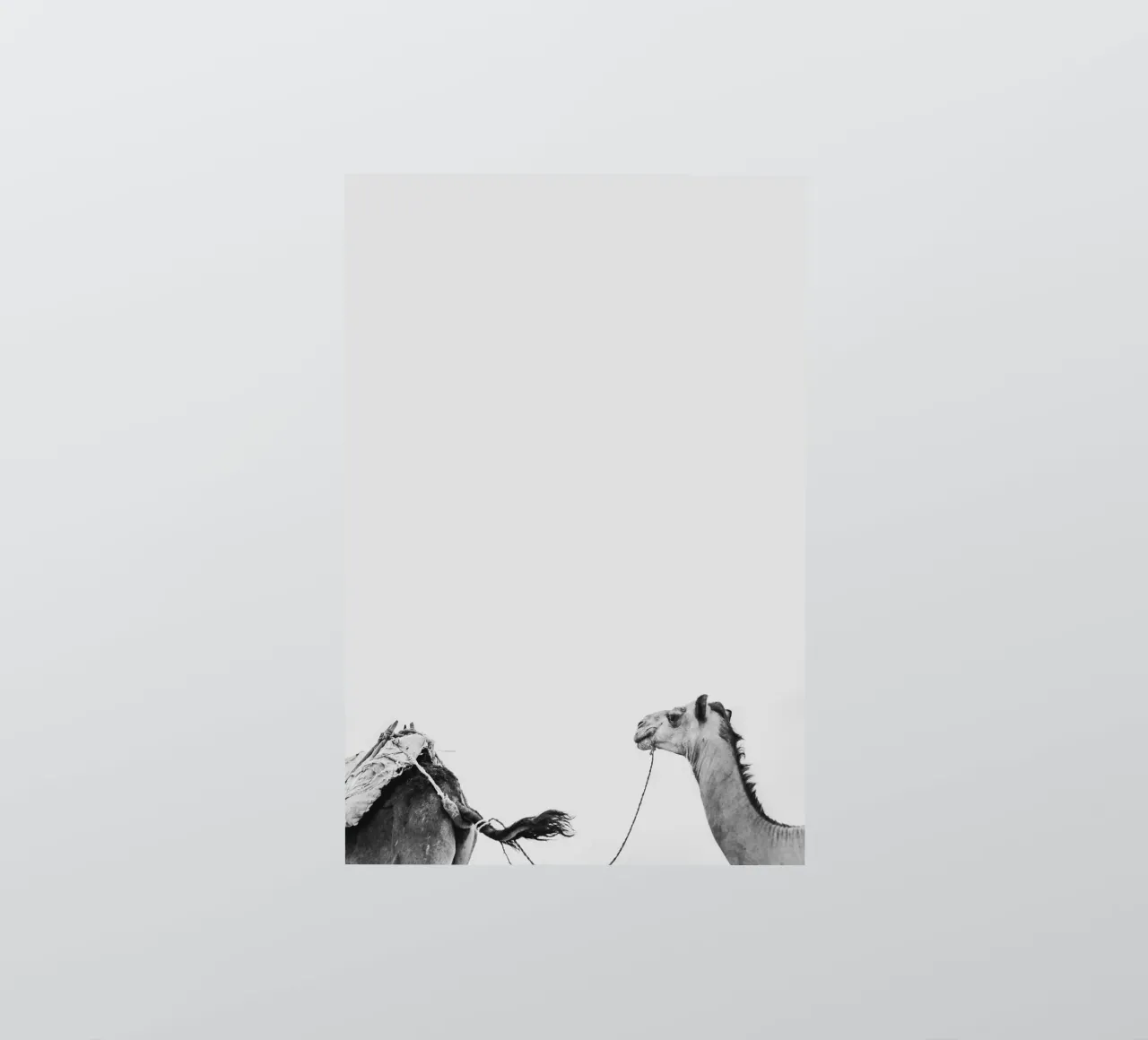 Camel queue sticker van photolovers