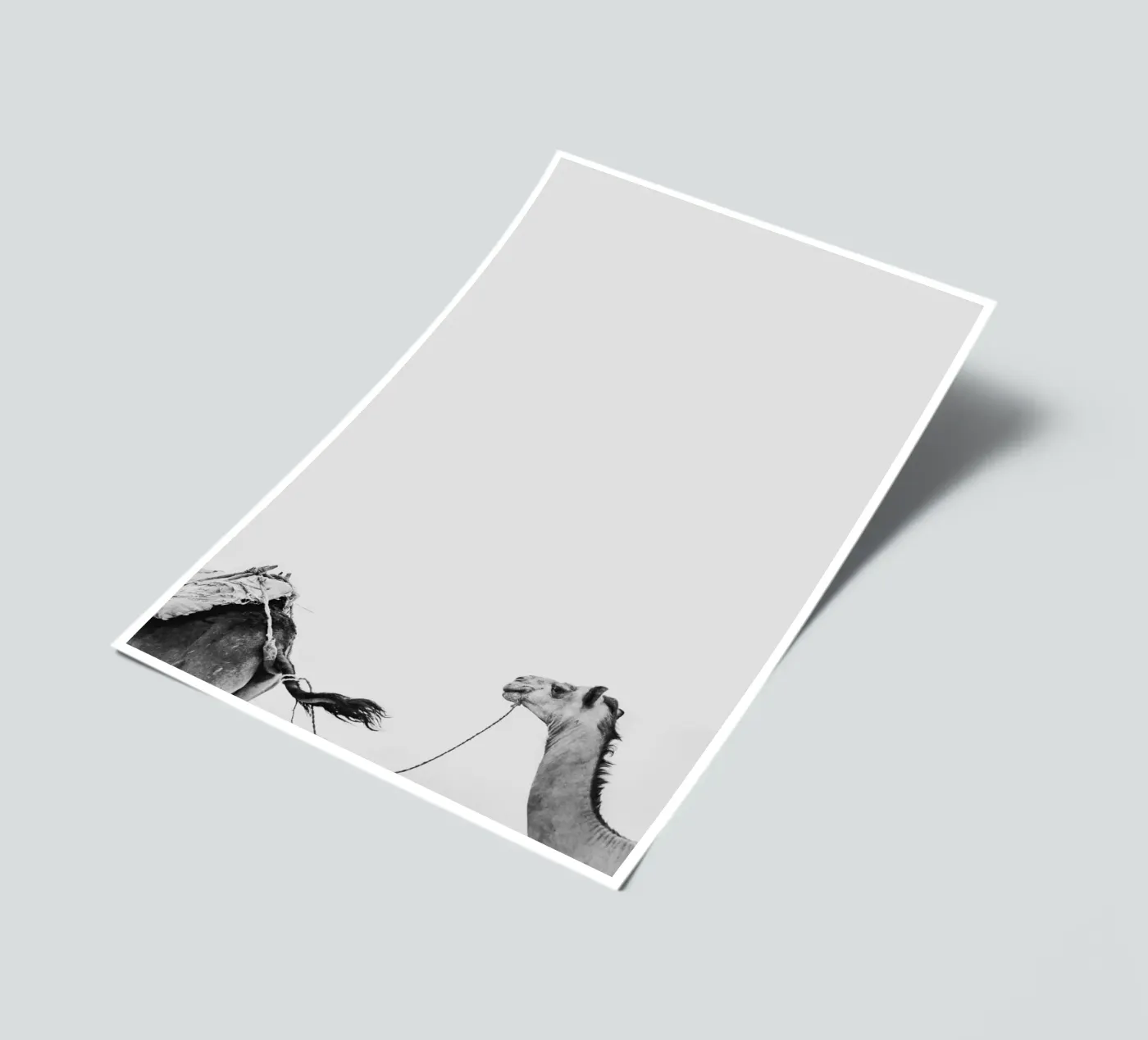 Camel queue Stickerbogen von photolovers