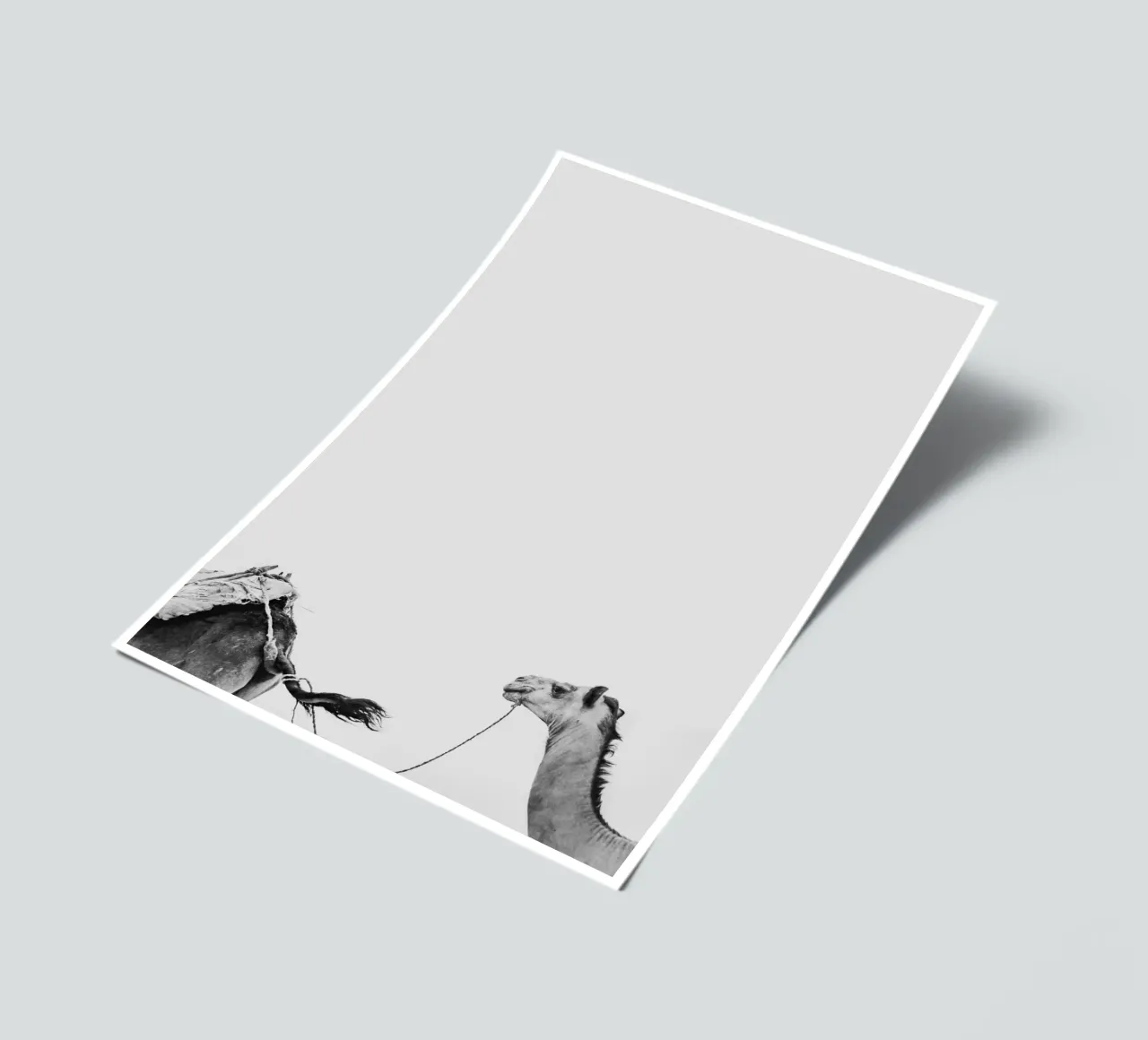 Camel queue stickervel van photolovers