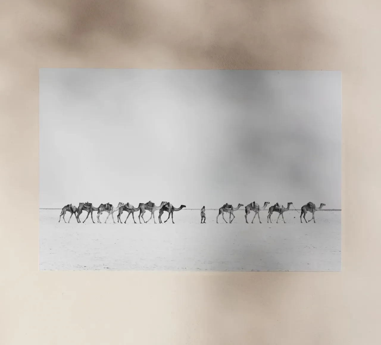 Camel caravan pellicola backlit da photolovers