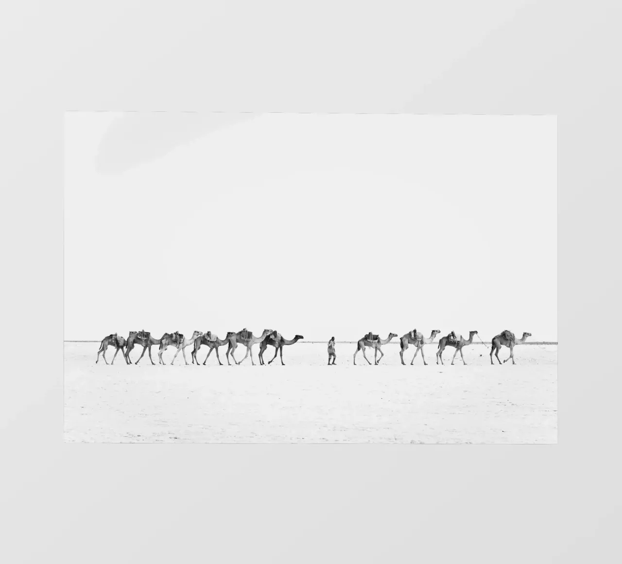 Camel caravan telo in pvc da photolovers