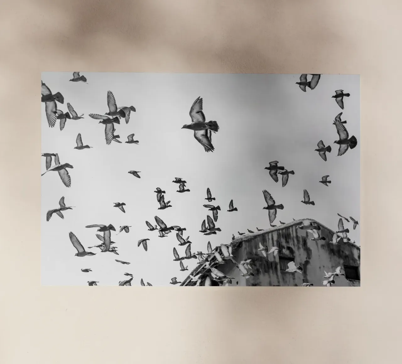 Doves pellicola backlit da photolovers