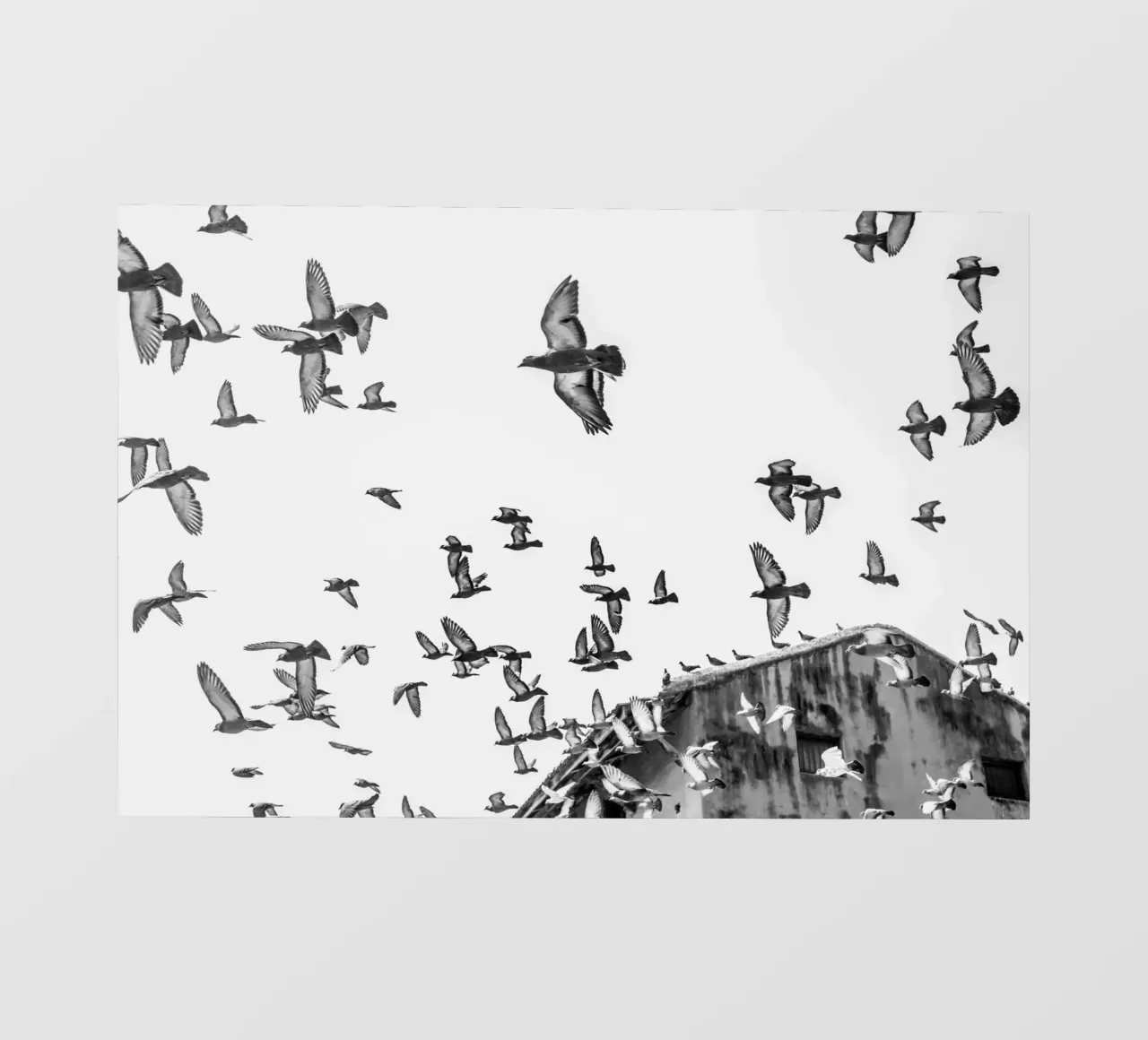 Doves fotobehang van photolovers