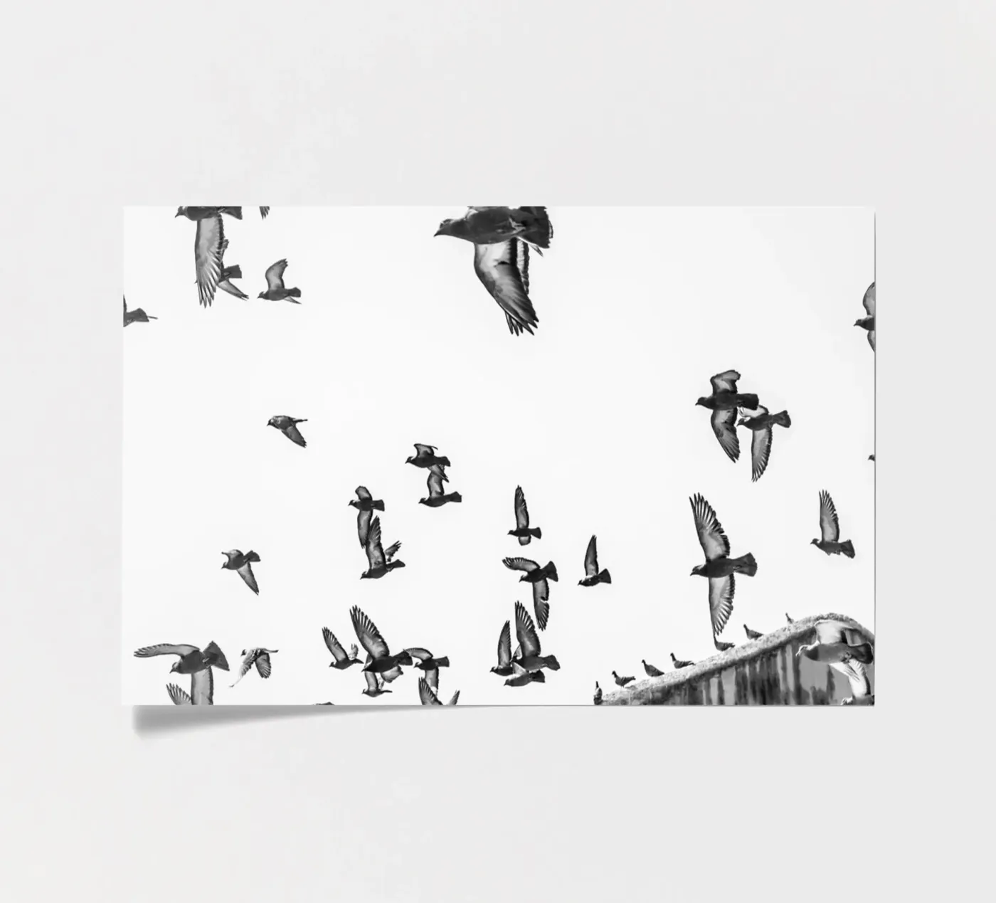 Doves planche autocollant de photolovers