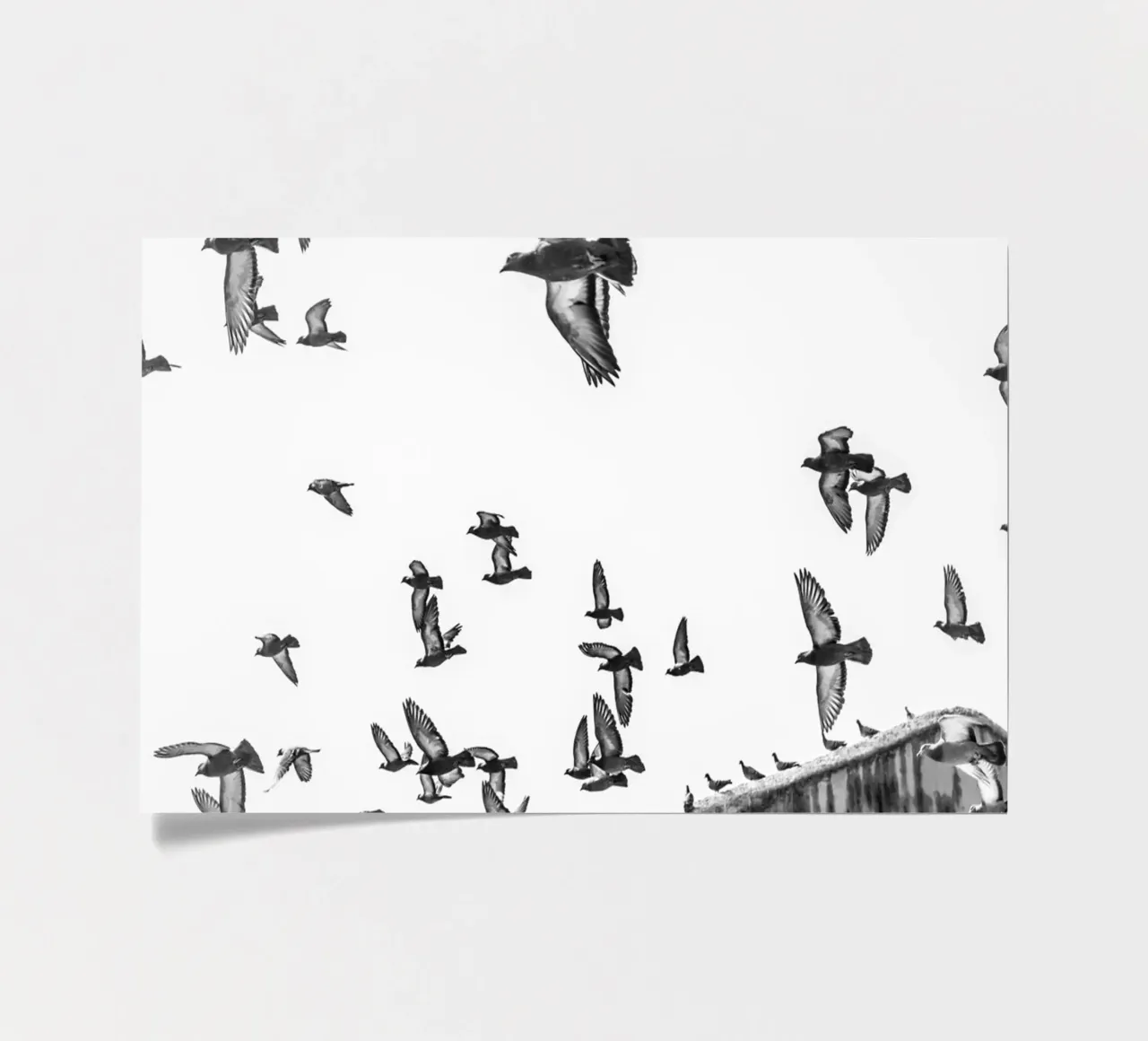 Doves sticker sheet by photolovers