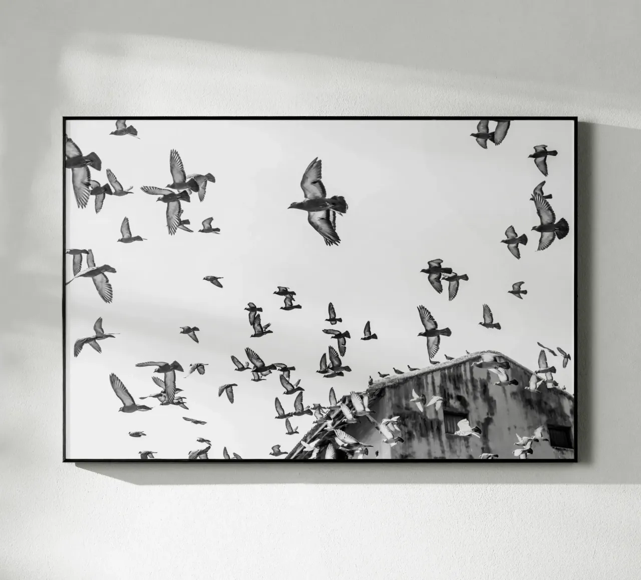 Doves plexiglass da photolovers