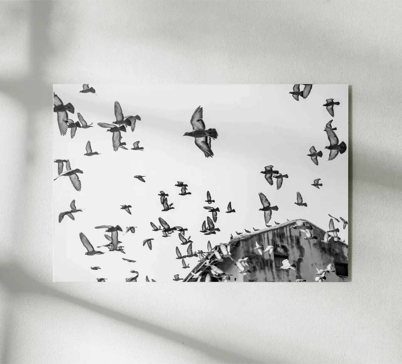 Doves plexiglass da photolovers