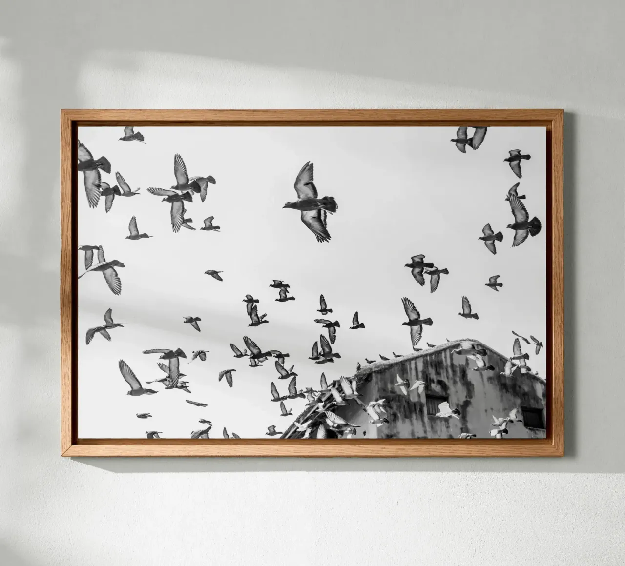 Doves alluminio dibond da photolovers