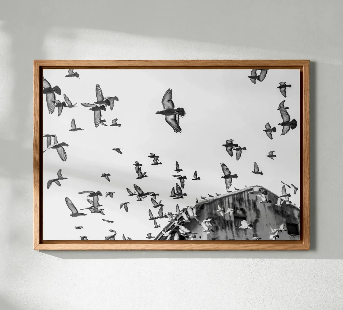 Doves canvas by photolovers