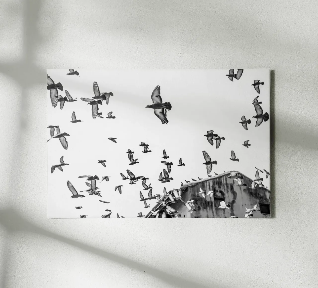 Doves tela da photolovers