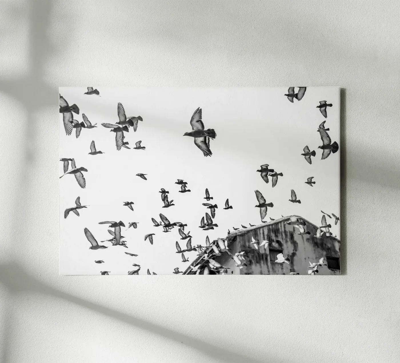 Doves canvas by photolovers