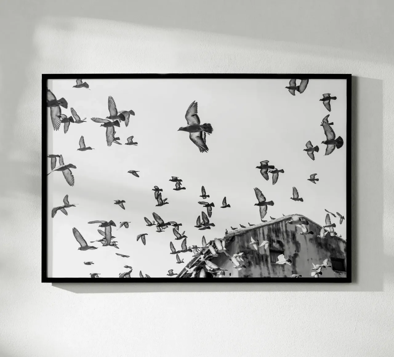 Doves poster da photolovers