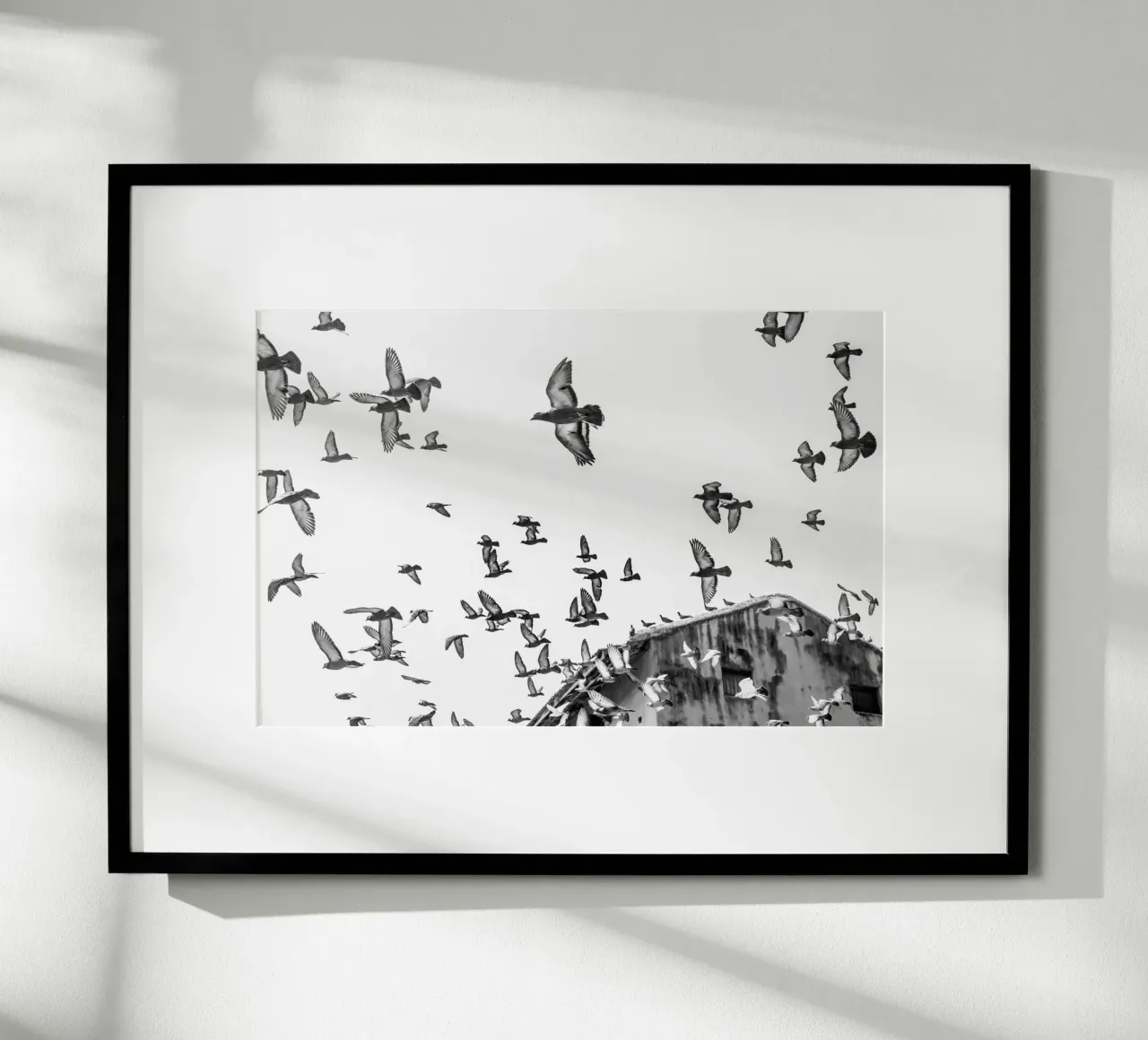 Doves poster da photolovers