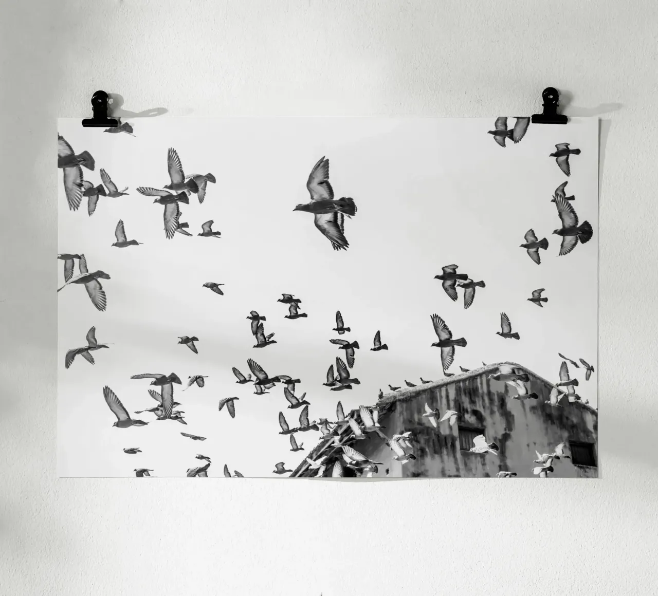 Doves poster da photolovers