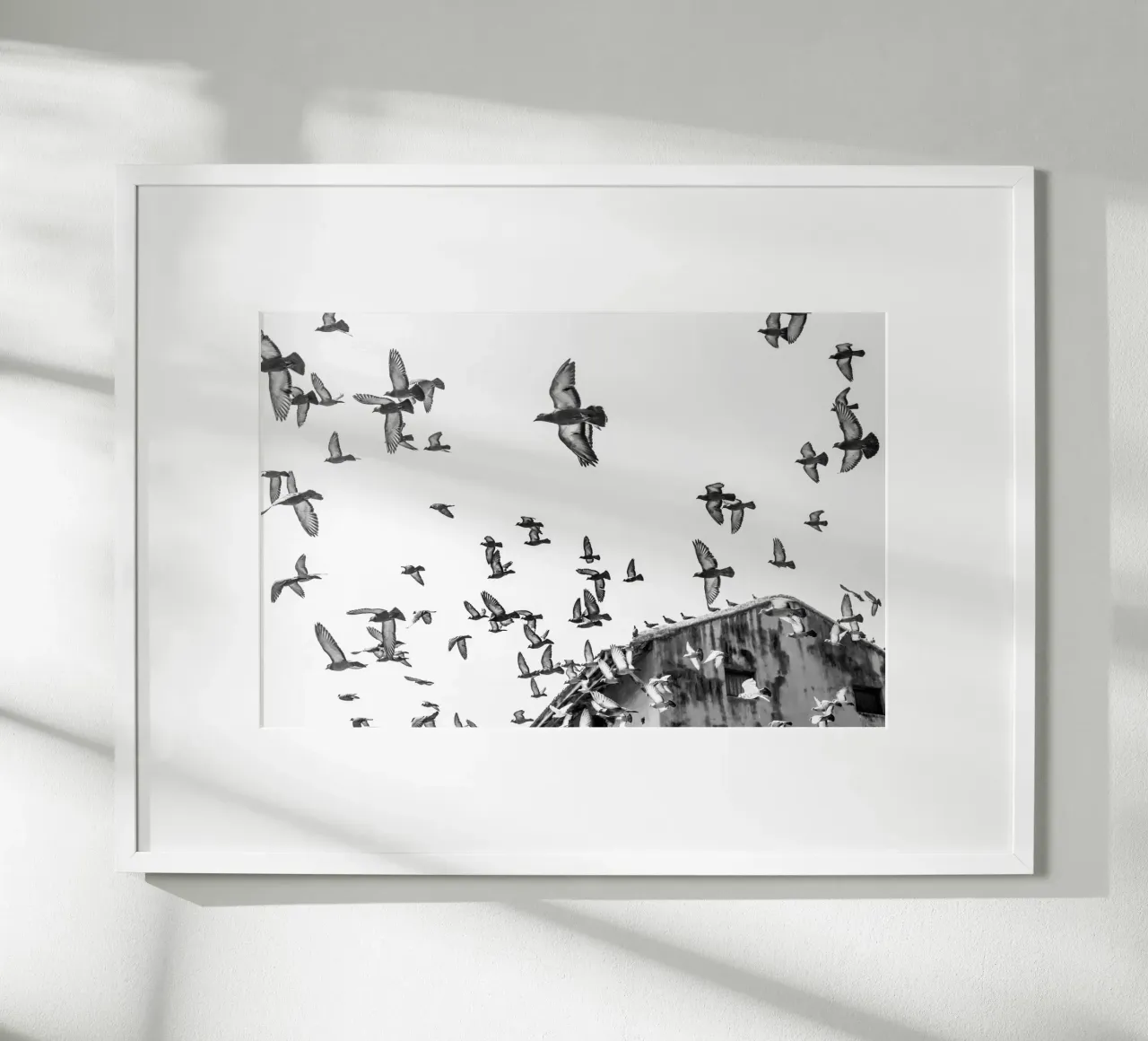 Doves poster da photolovers