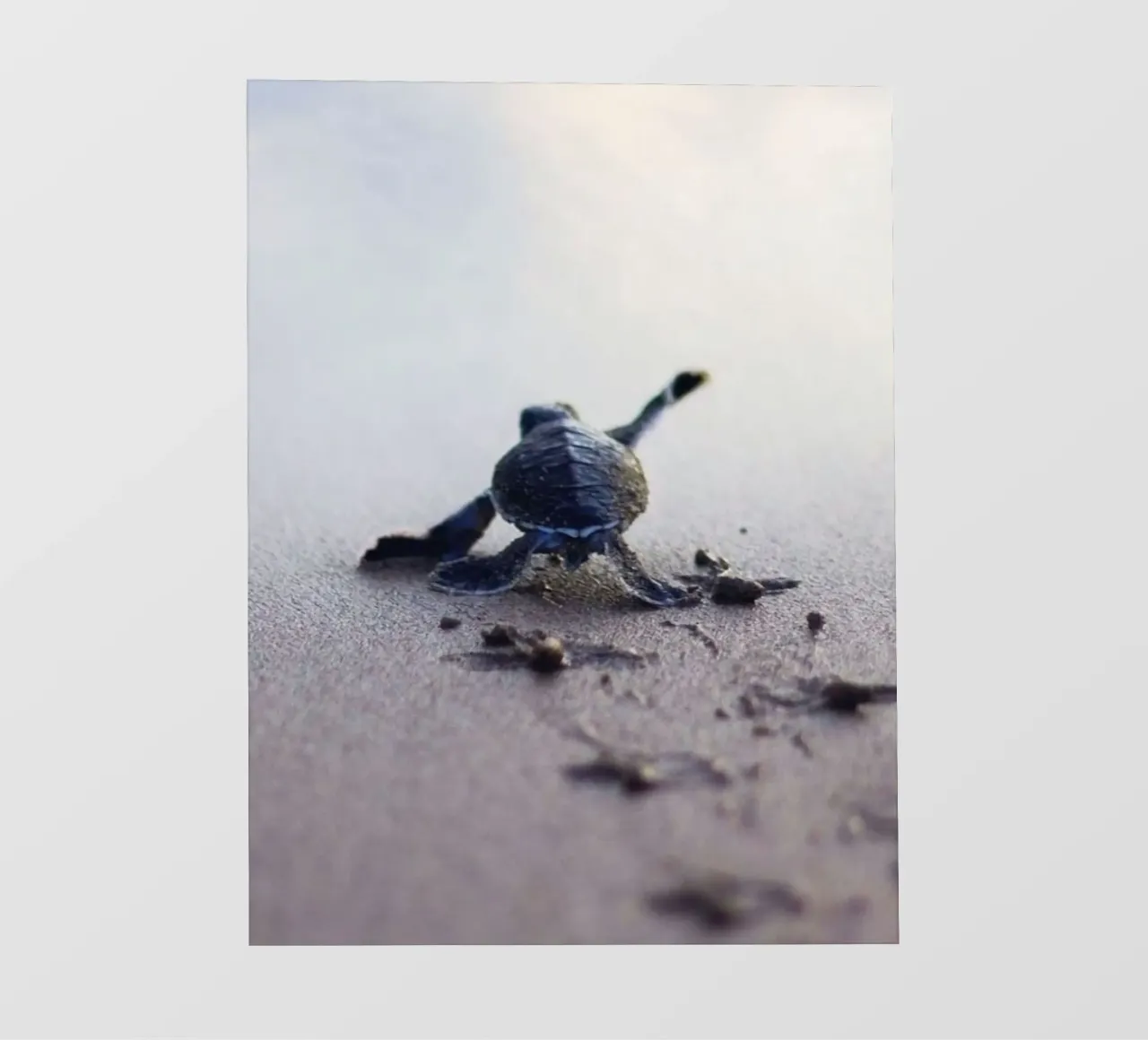 turtle footprint telo in pvc da scoten