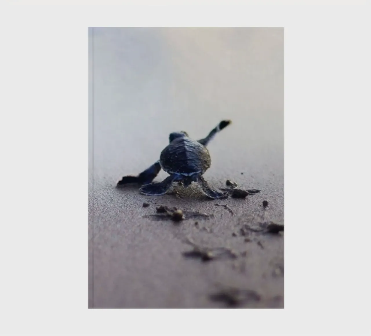 turtle footprint notebook by scoten