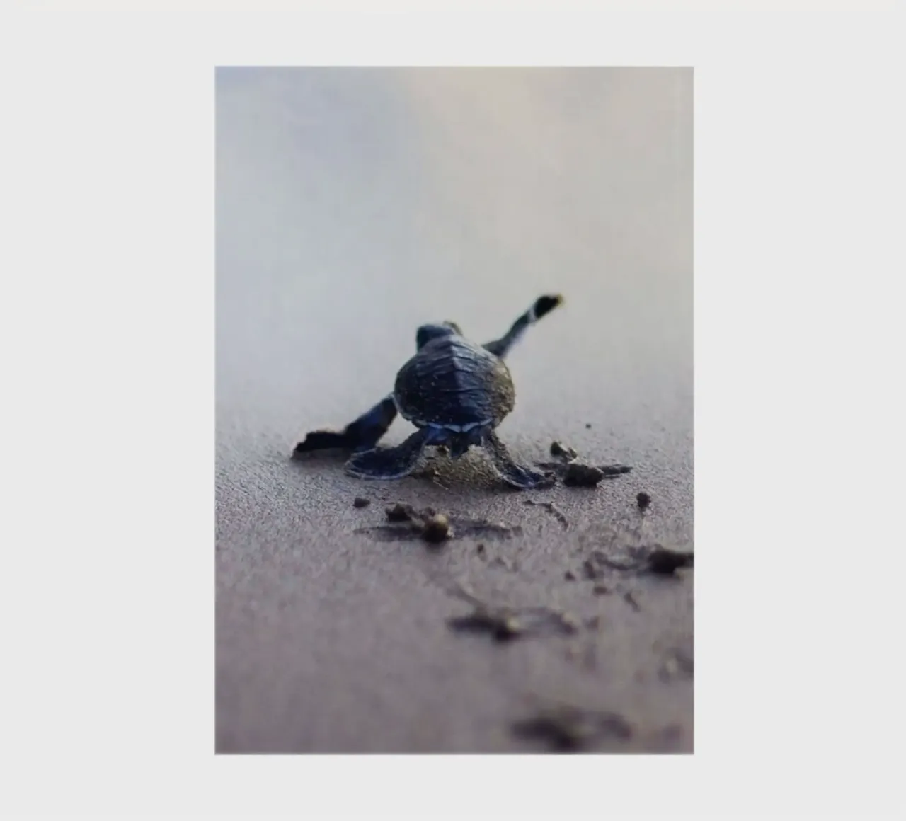 turtle footprint notebook by scoten