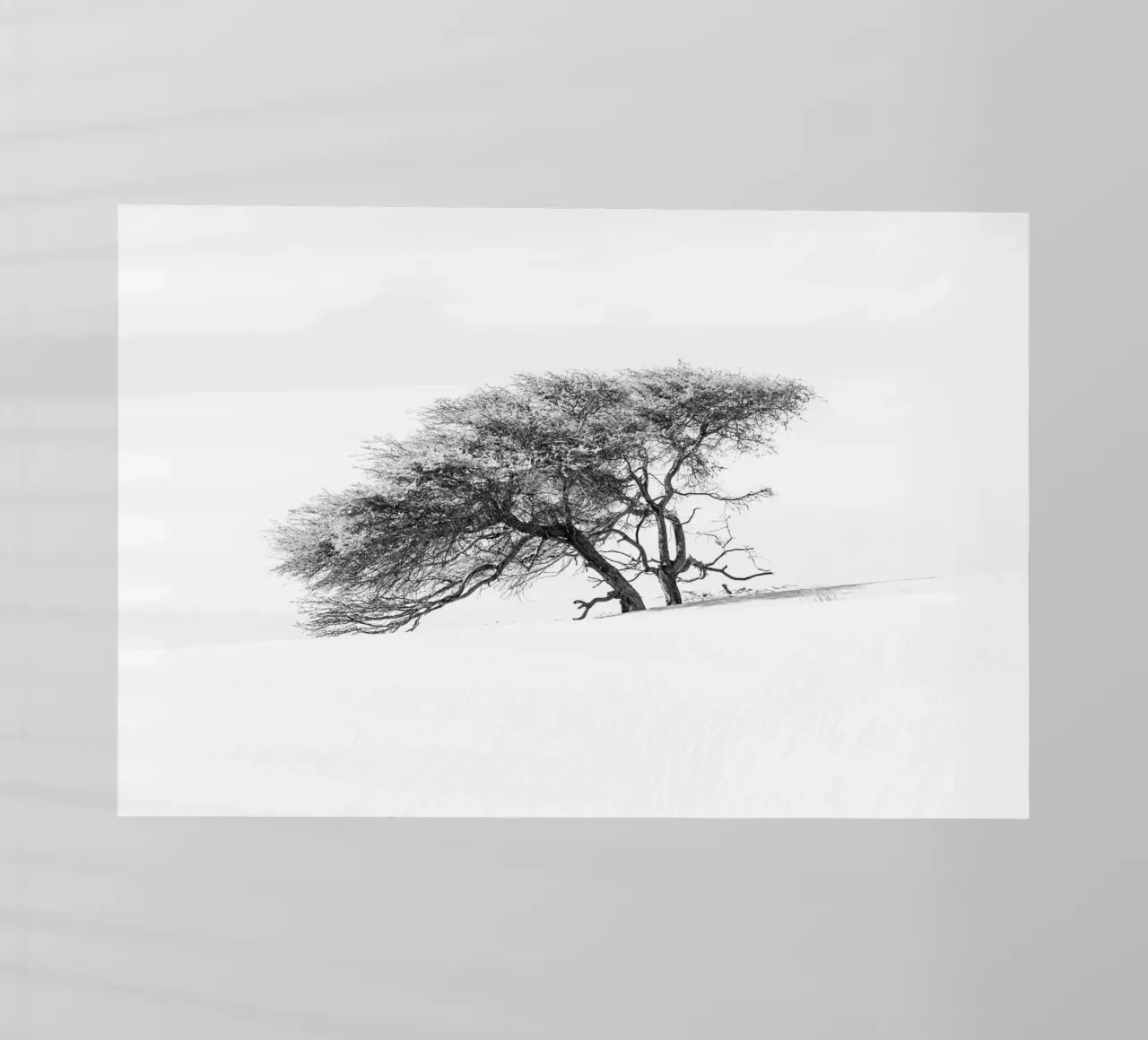 Lonely tree in the Sahara desert pellicola backlit da photolovers