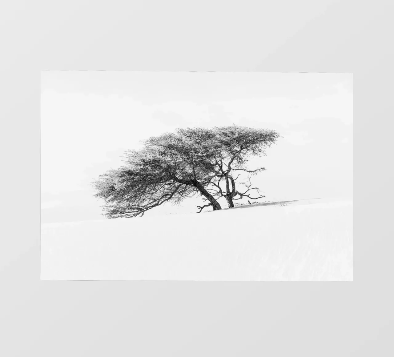 Lonely tree in the Sahara desert pellicola backlit da photolovers
