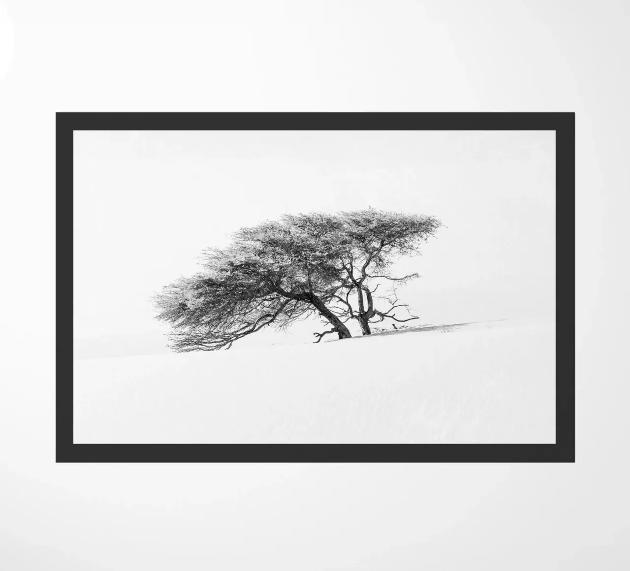 Lonely tree in the Sahara desert zerbino da photolovers