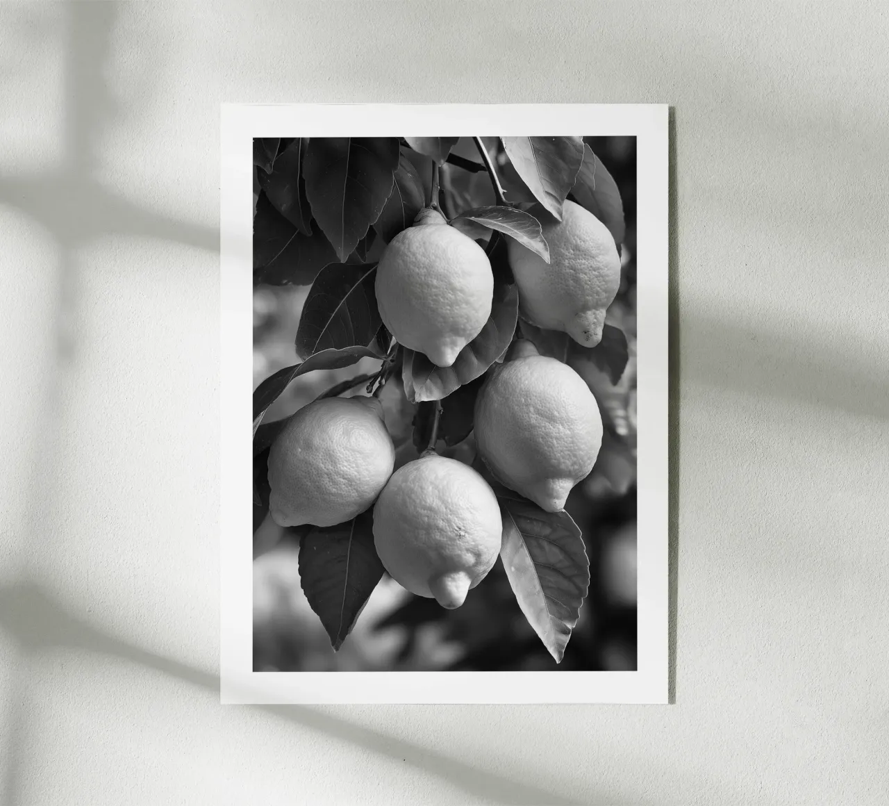 Limoni su ramo plexiglass da Monochrome