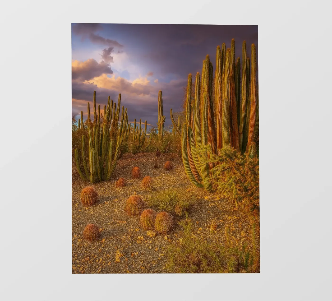 cactusboom fotobehang van Maraza