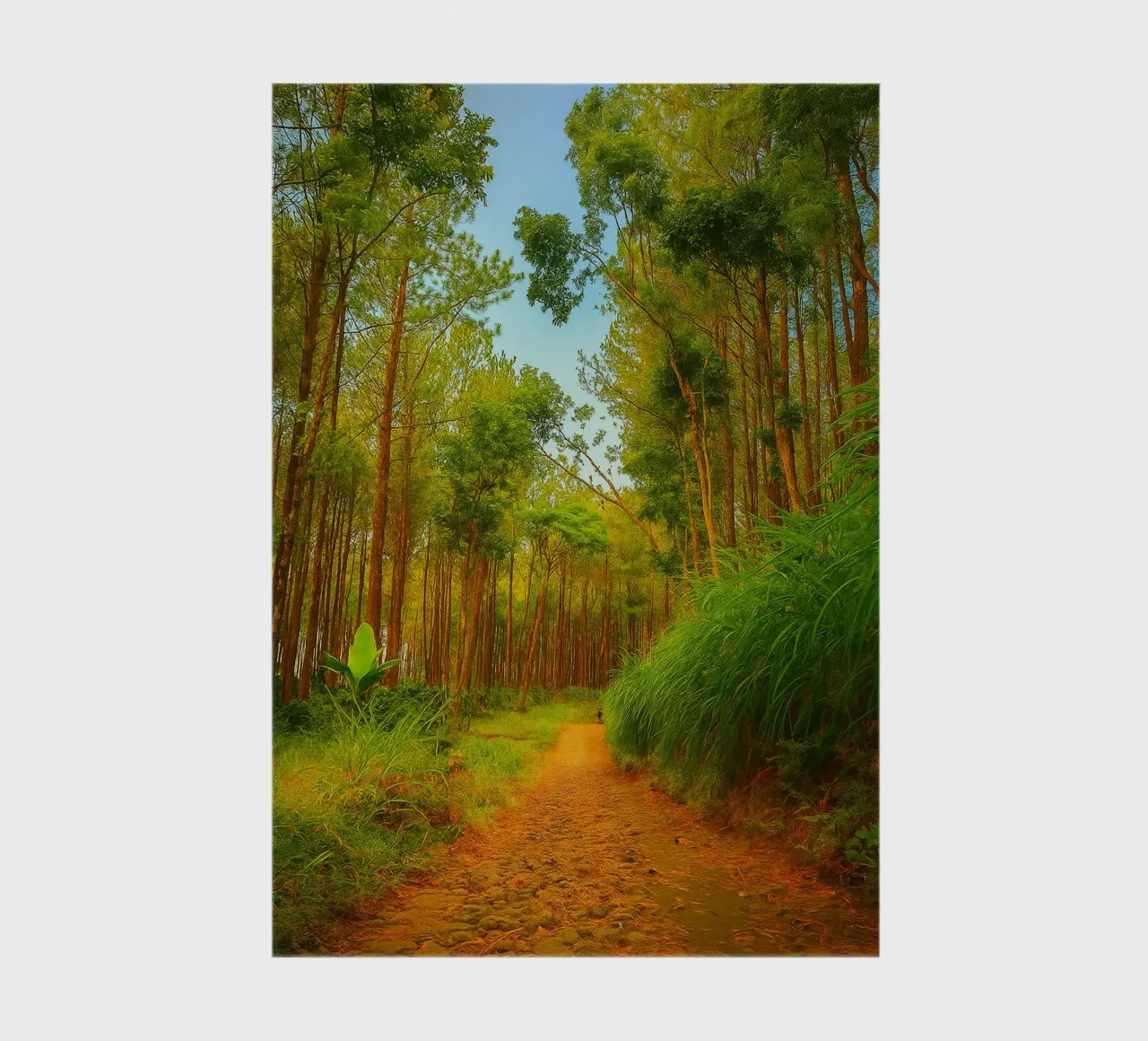 path of the forest edge notebook by Maraza