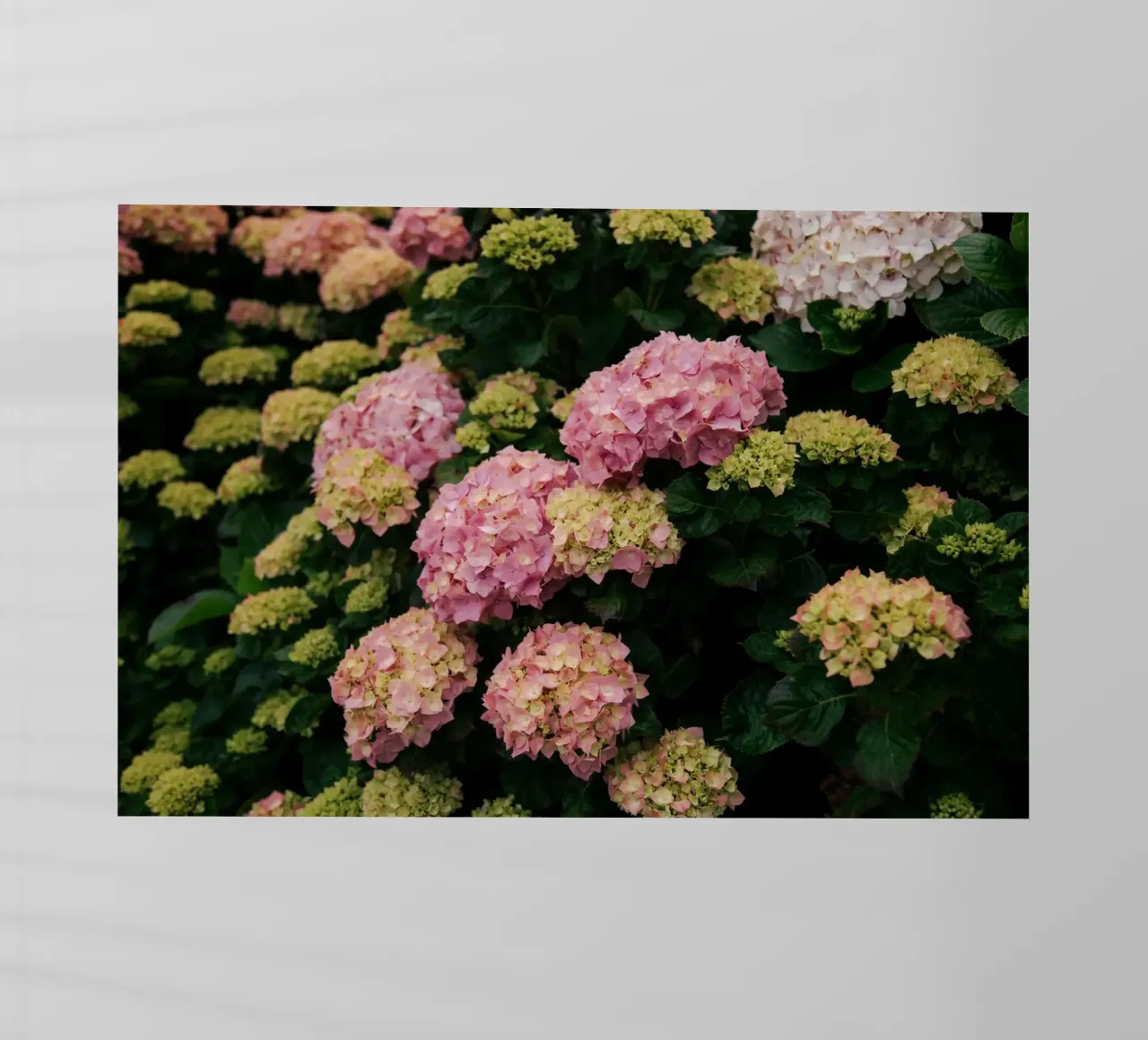 Hydrangeas pellicola backlit da wowhannahphotos