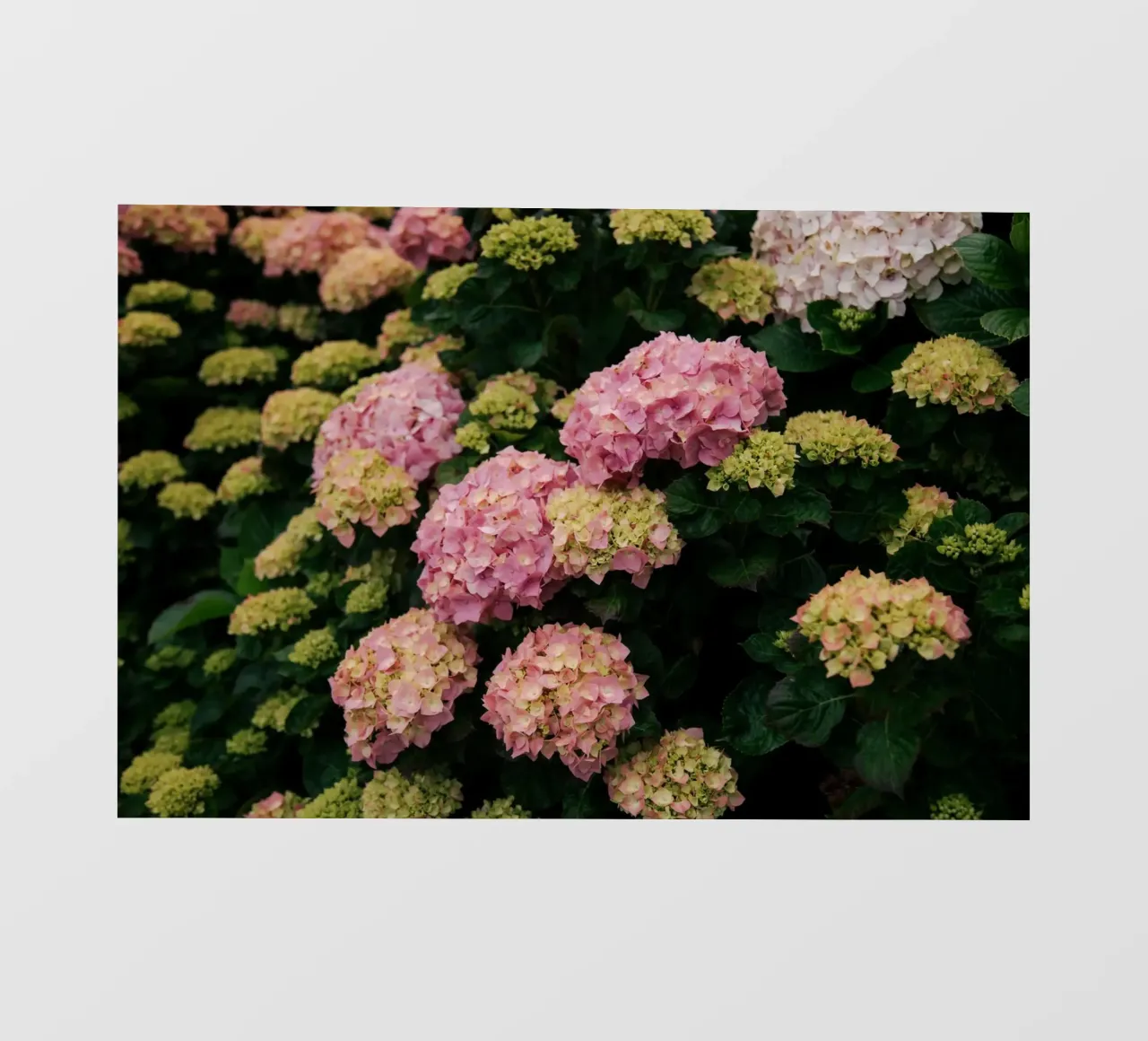 Hydrangeas pellicola backlit da wowhannahphotos