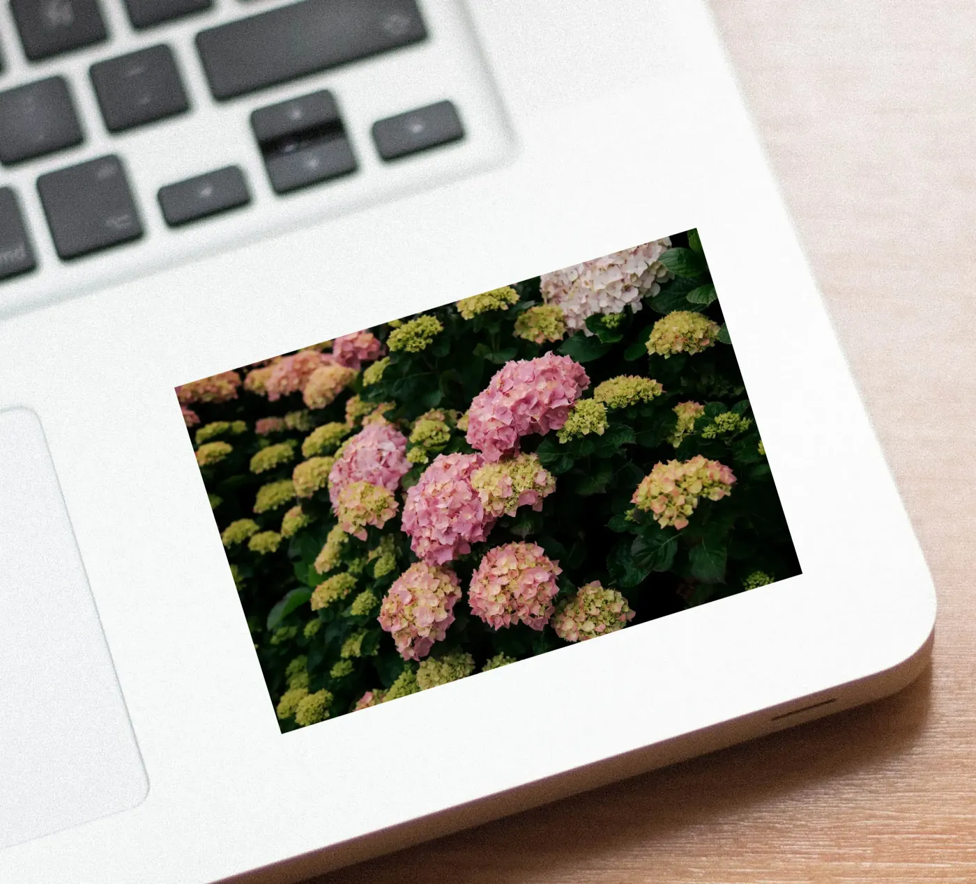 Hydrangeas sticker by wowhannahphotos