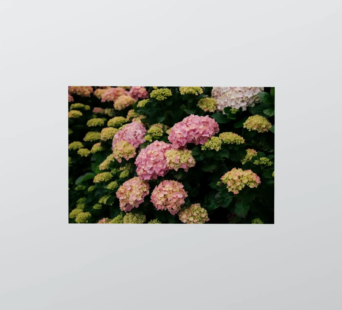 Hydrangeas sticker by wowhannahphotos