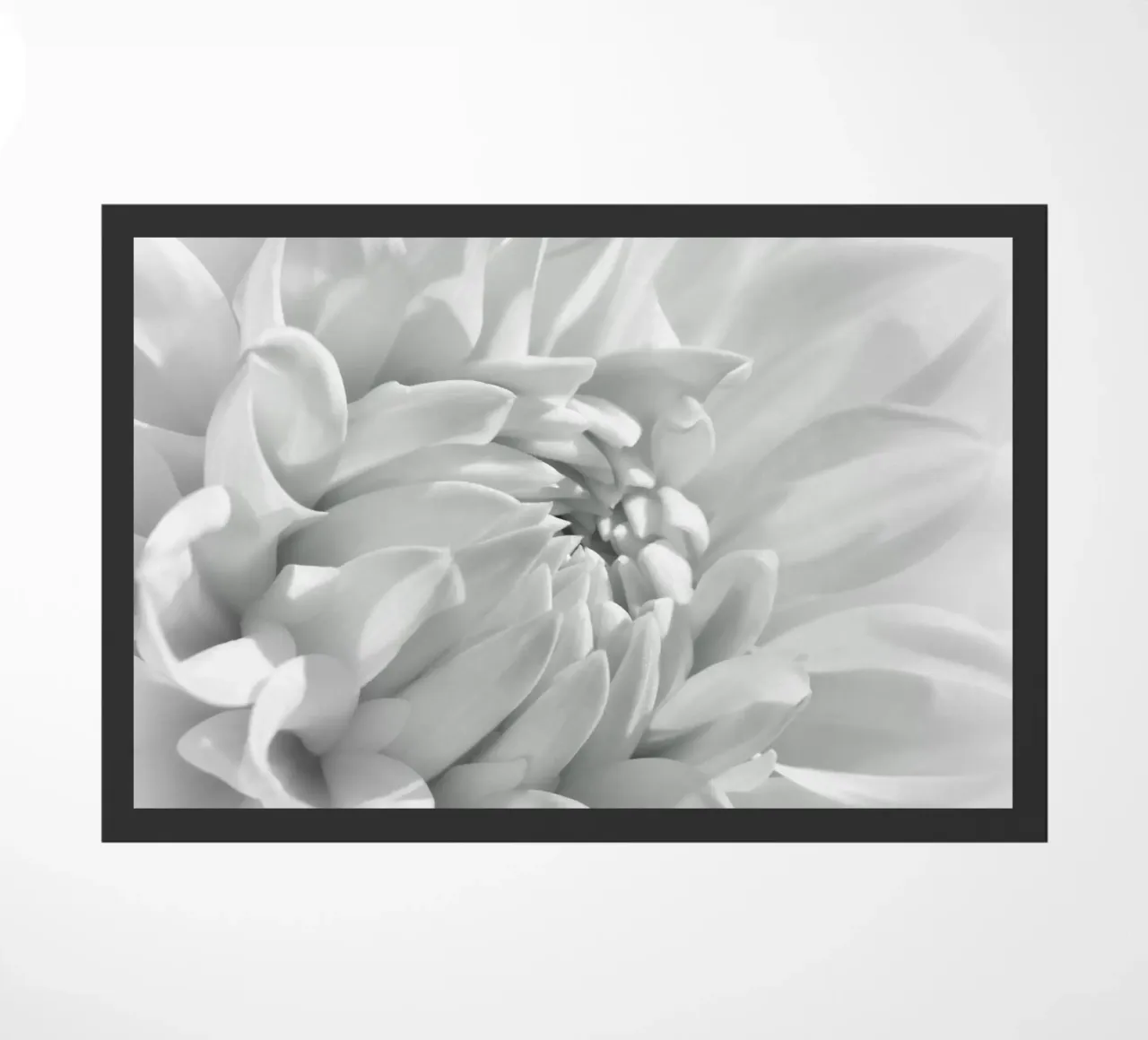 Dalia zerbino da Atteloi