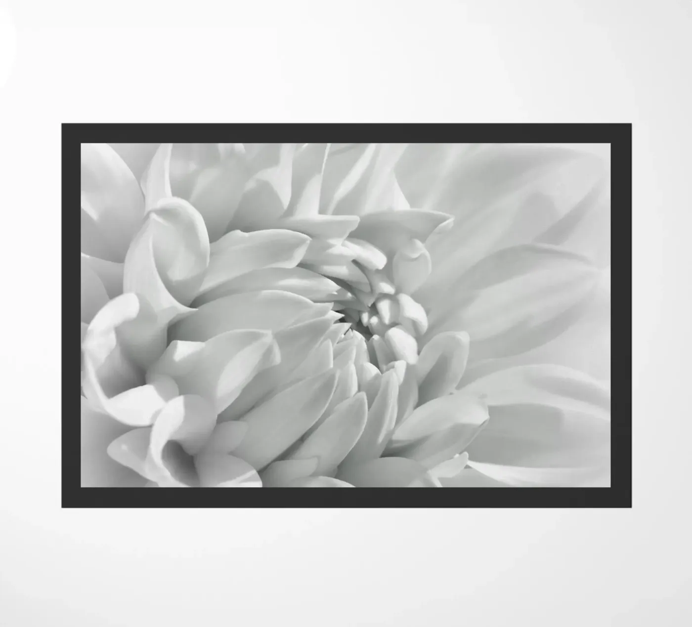 Dalia zerbino da Atteloi