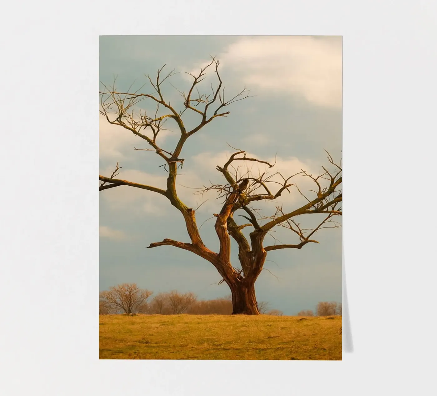 single dry tree sticker sheet by Maraza