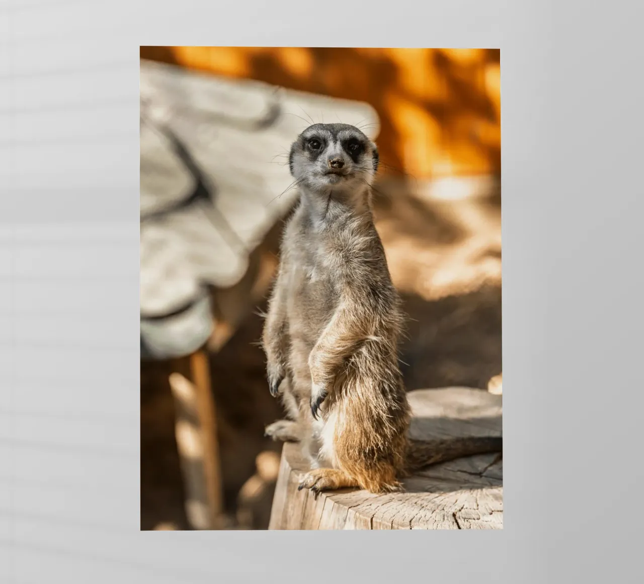 Un attento suricato in piedi su un tronco pellicola backlit da The Herringstore