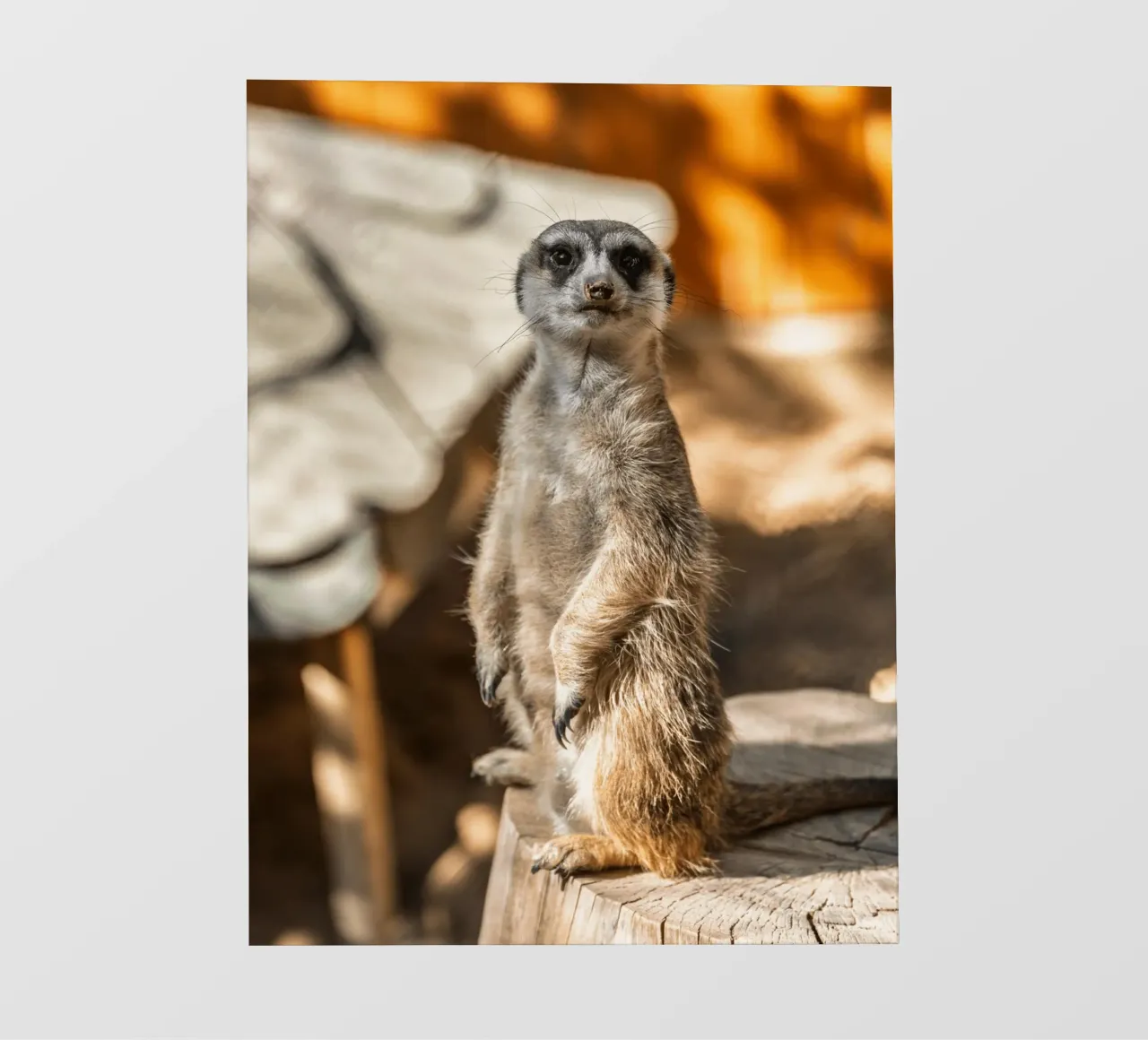 Un attento suricato in piedi su un tronco pellicola backlit da The Herringstore