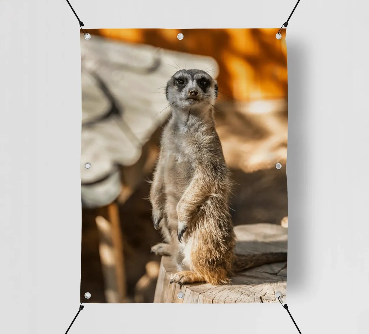 Un attento suricato in piedi su un tronco telo in pvc da The Herringstore