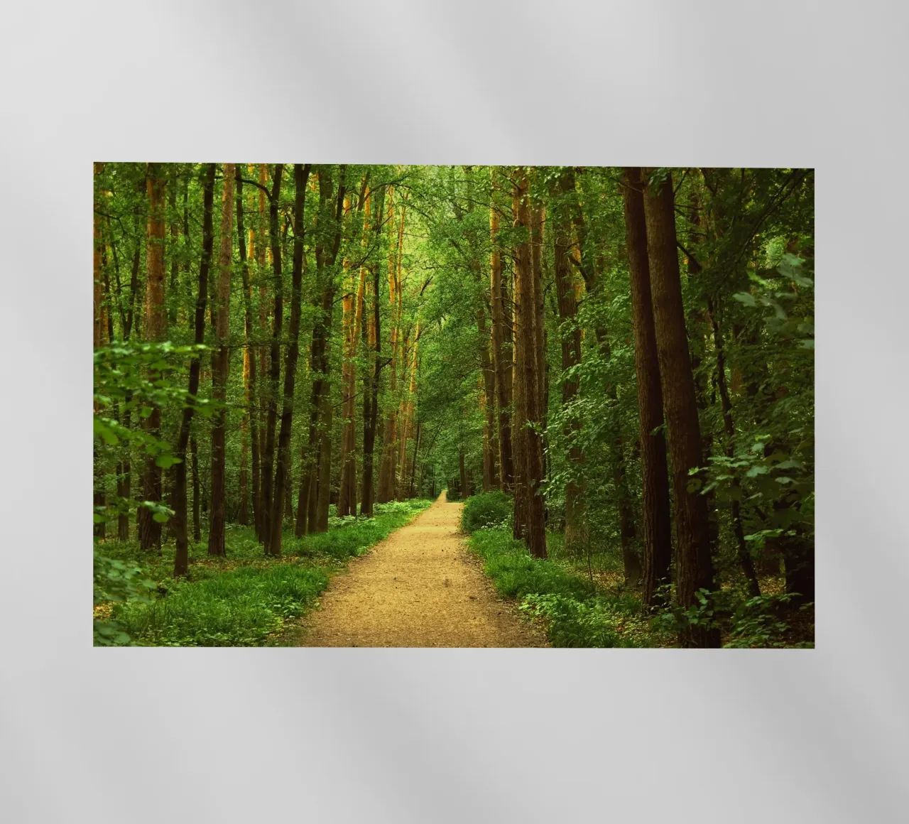 Sentiero forestale pellicola backlit da Atteloi