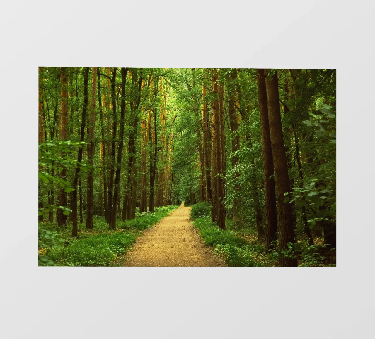 Sentiero forestale pellicola backlit da Atteloi