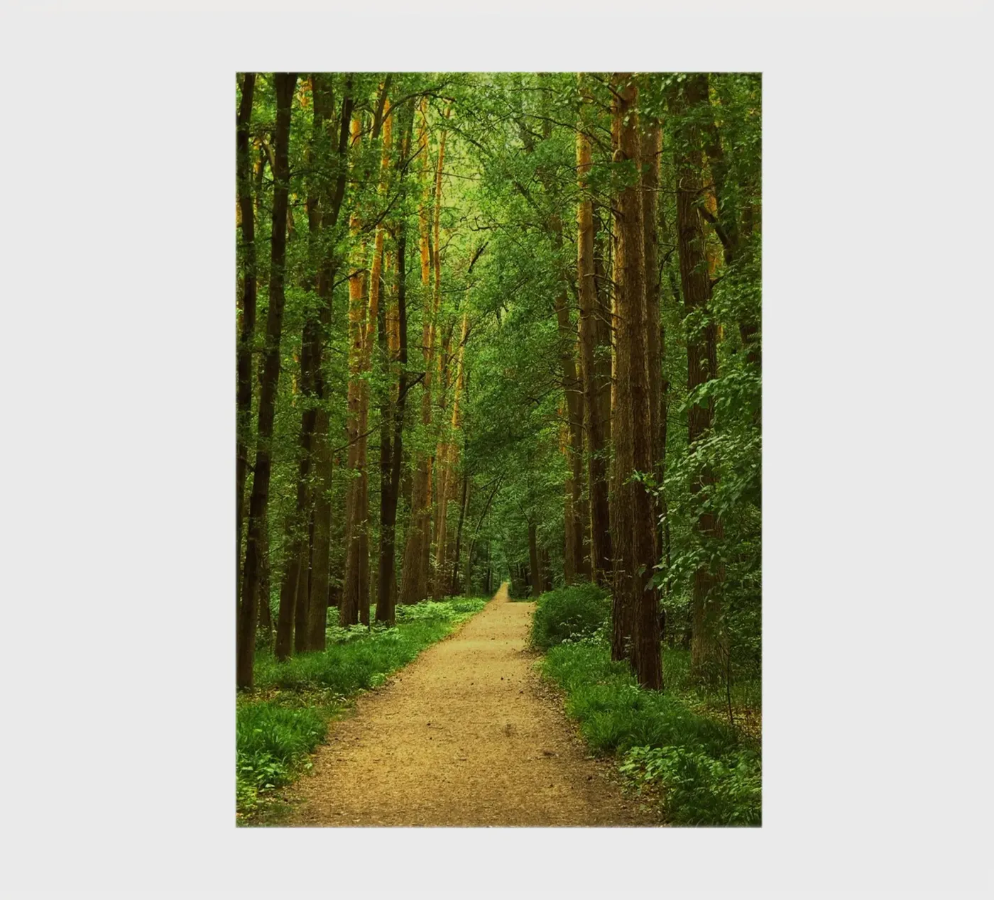Forest path notebook by Atteloi