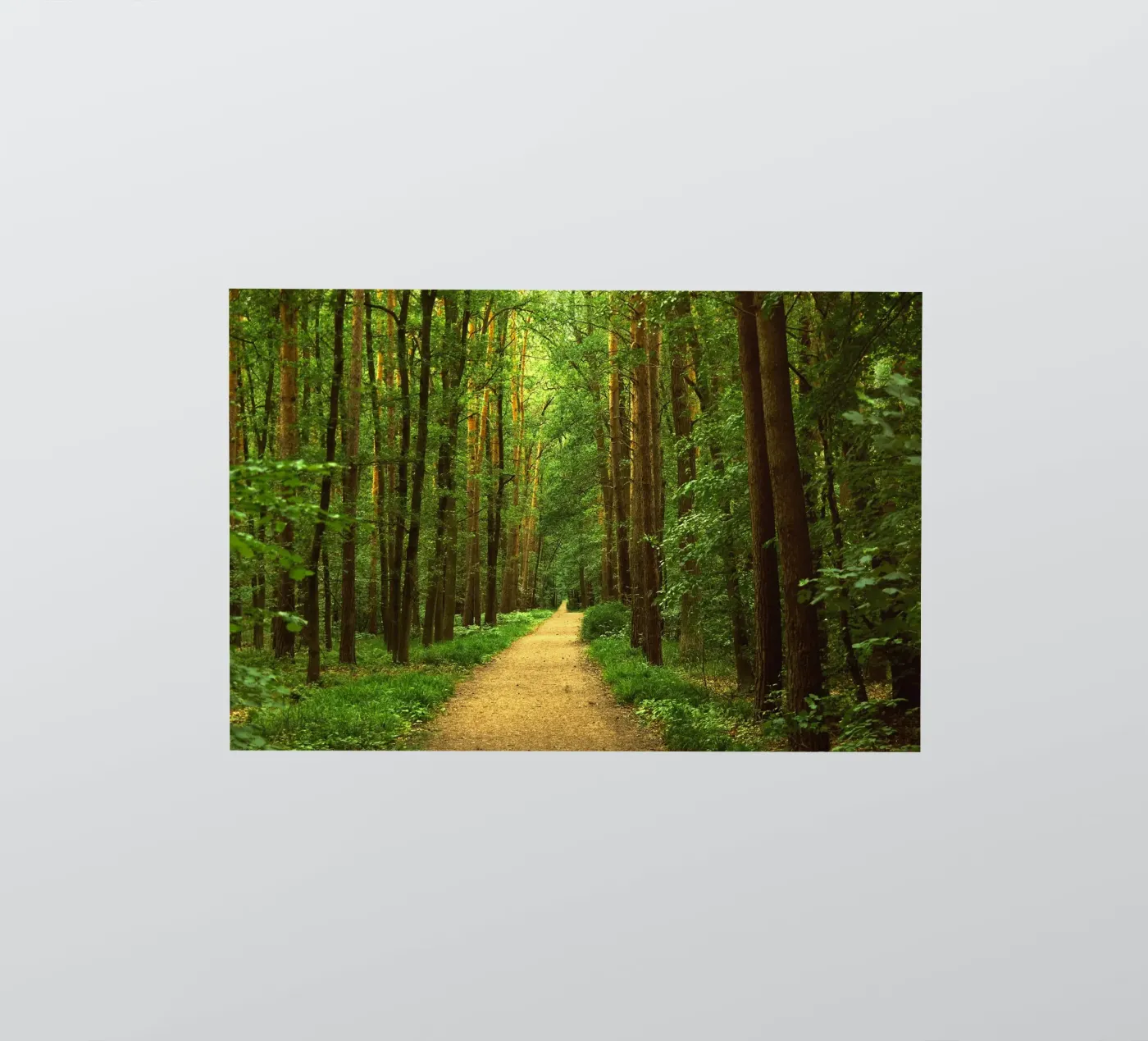 Forest path sticker by Atteloi