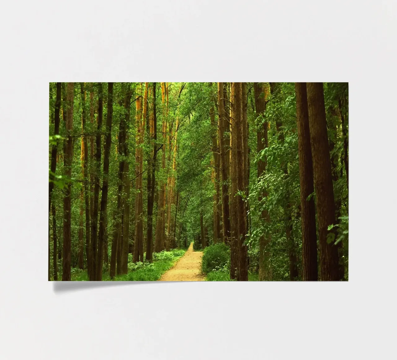 Forest path sticker sheet by Atteloi