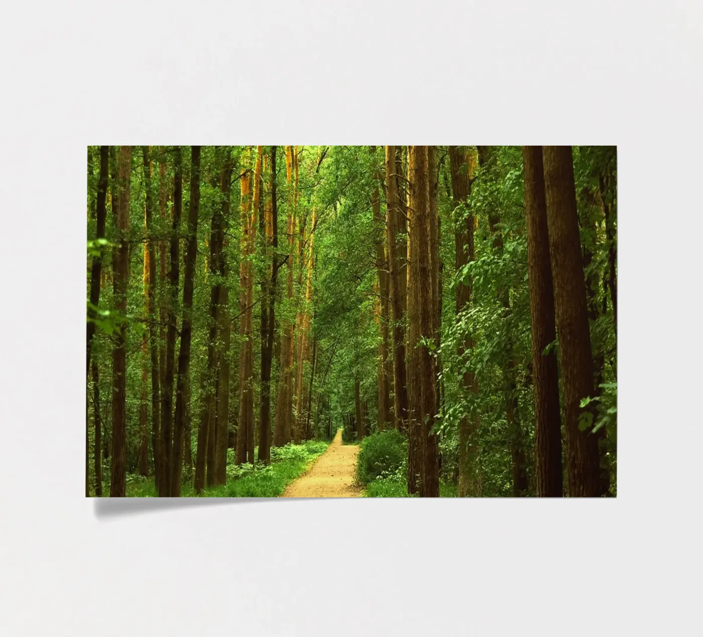 Forest path sticker sheet by Atteloi